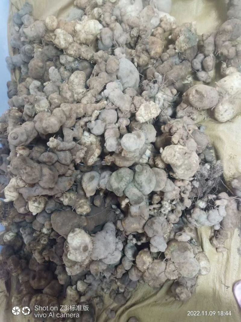 野生甜黄精量大从优价格优惠不同规格不同价格