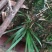 菖蒲盆景造型小棵苗
