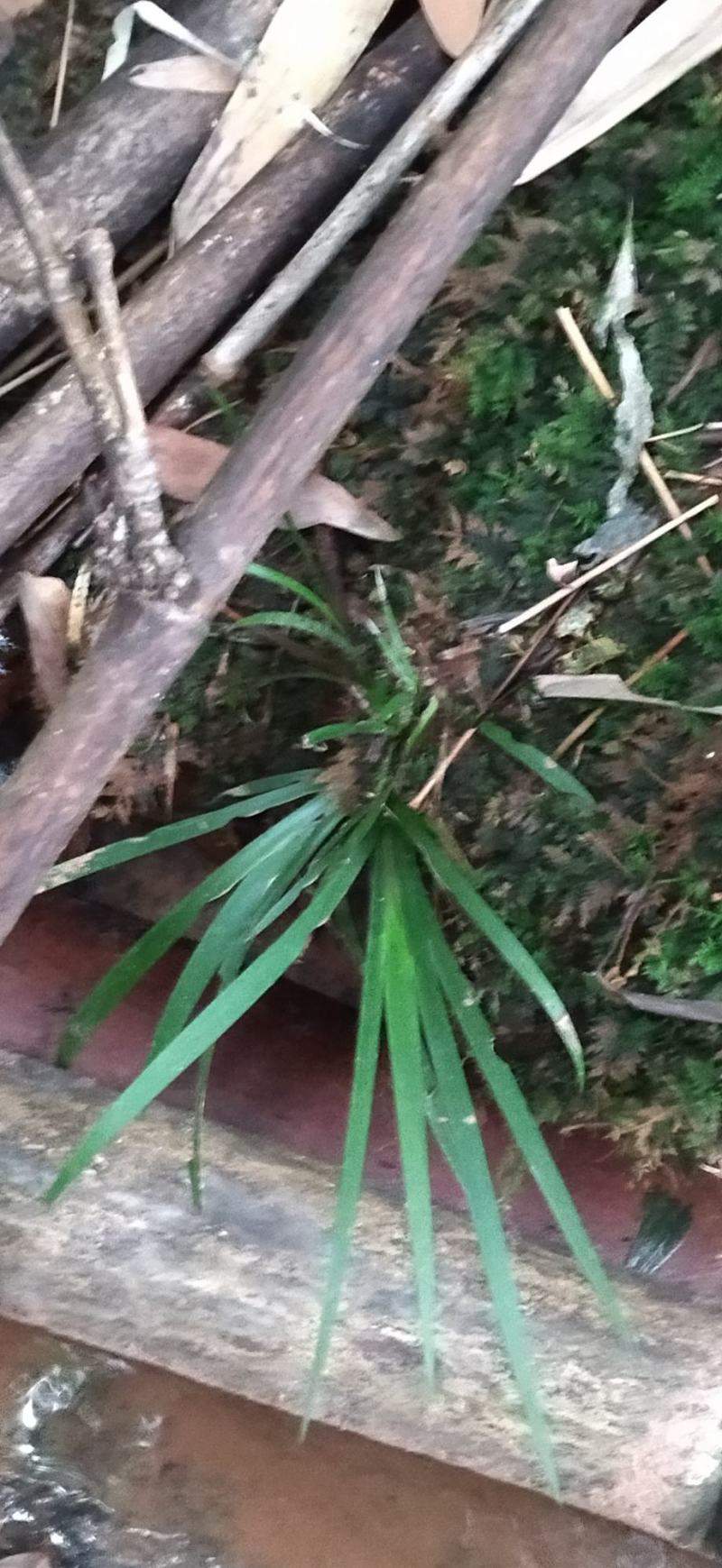 菖蒲盆景造型小棵苗