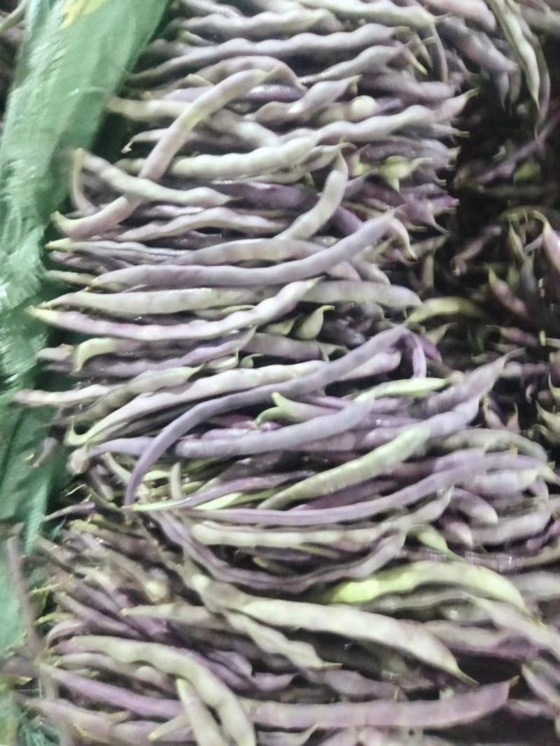 云南紫豆品质保证诚信经营欢迎联系联系接商超市场电商