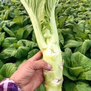 棒菜