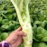 棒菜