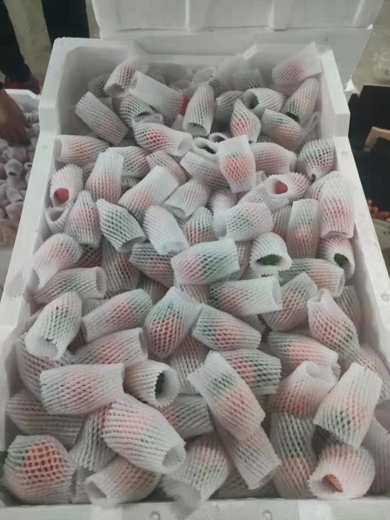 徐州草莓奶油草莓刚刚上市甜草莓，代发全国批发市场