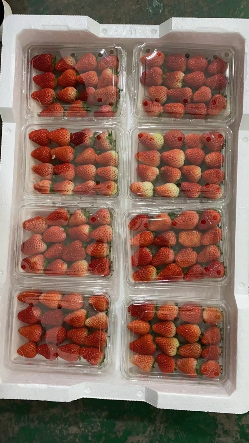 徐州草莓奶油草莓刚刚上市甜草莓，代发全国批发市场