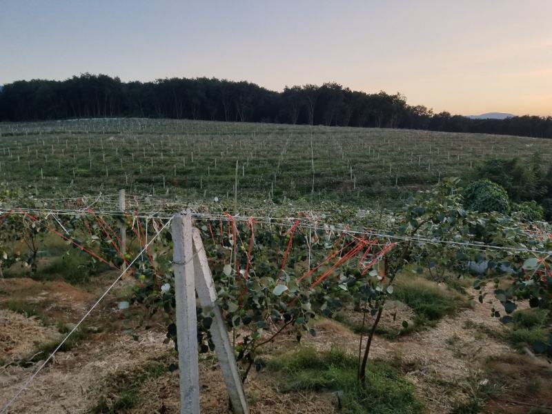 云南西双版纳苹果枣大量上市，和少量青枣，需要的老板来对接