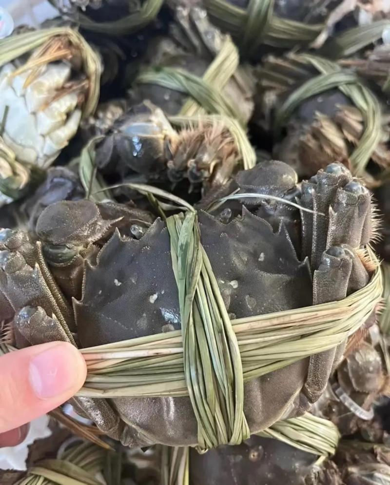 阳澄湖大闸蟹食用3.0两母蟹产地发货，质量保证