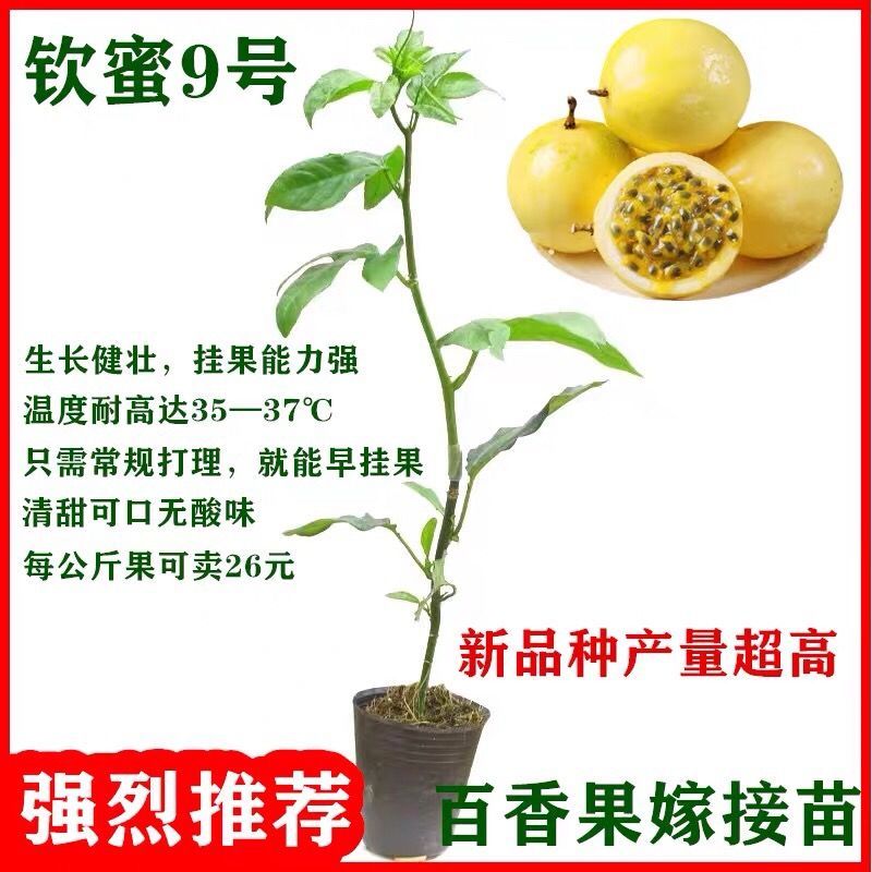 新品种钦蜜9号百香果嫁接苗纯甜无酸味品种盆栽四季开花结果