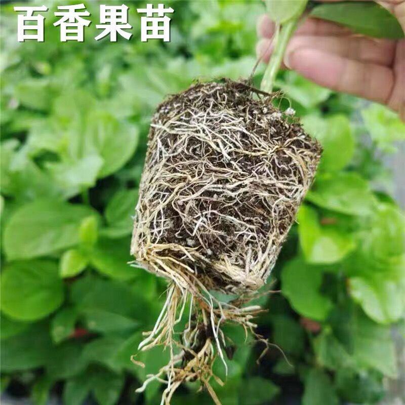 新品种钦蜜9号百香果嫁接苗纯甜无酸味品种盆栽四季开花结果