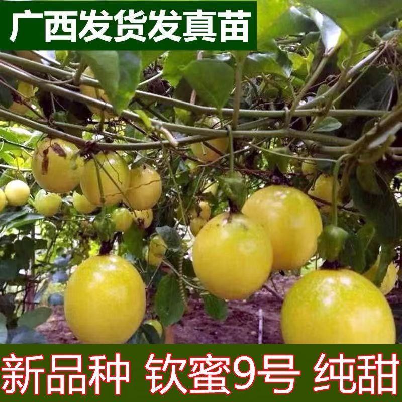 新品种钦蜜9号百香果嫁接苗纯甜无酸味品种盆栽四季开花结果