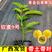新品种钦蜜9号百香果嫁接苗纯甜无酸味品种盆栽四季开花结果