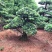 【精品】罗汉松，本苗圃长期供应桂花，罗汉松，香樟等，