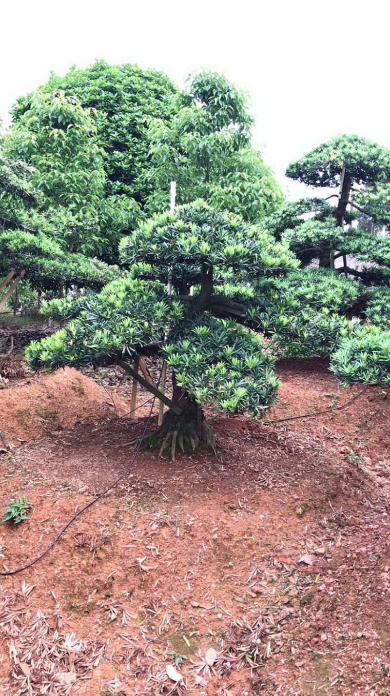 【精品】罗汉松，本苗圃长期供应桂花，罗汉松，香樟等，