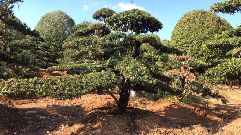 【精品】罗汉松，本苗圃长期供应桂花，罗汉松，香樟等，