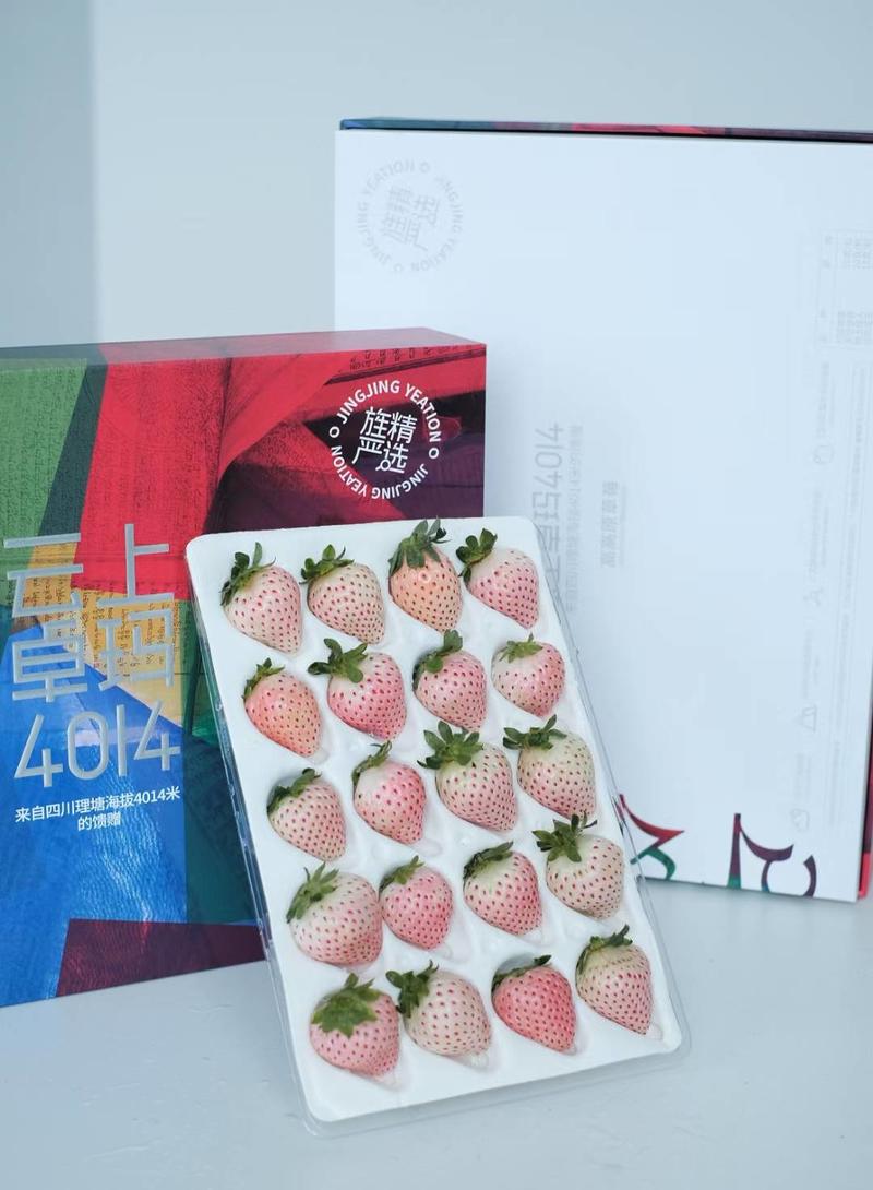 四川高原有机草莓菠萝白莓高原白莓天使粉玉