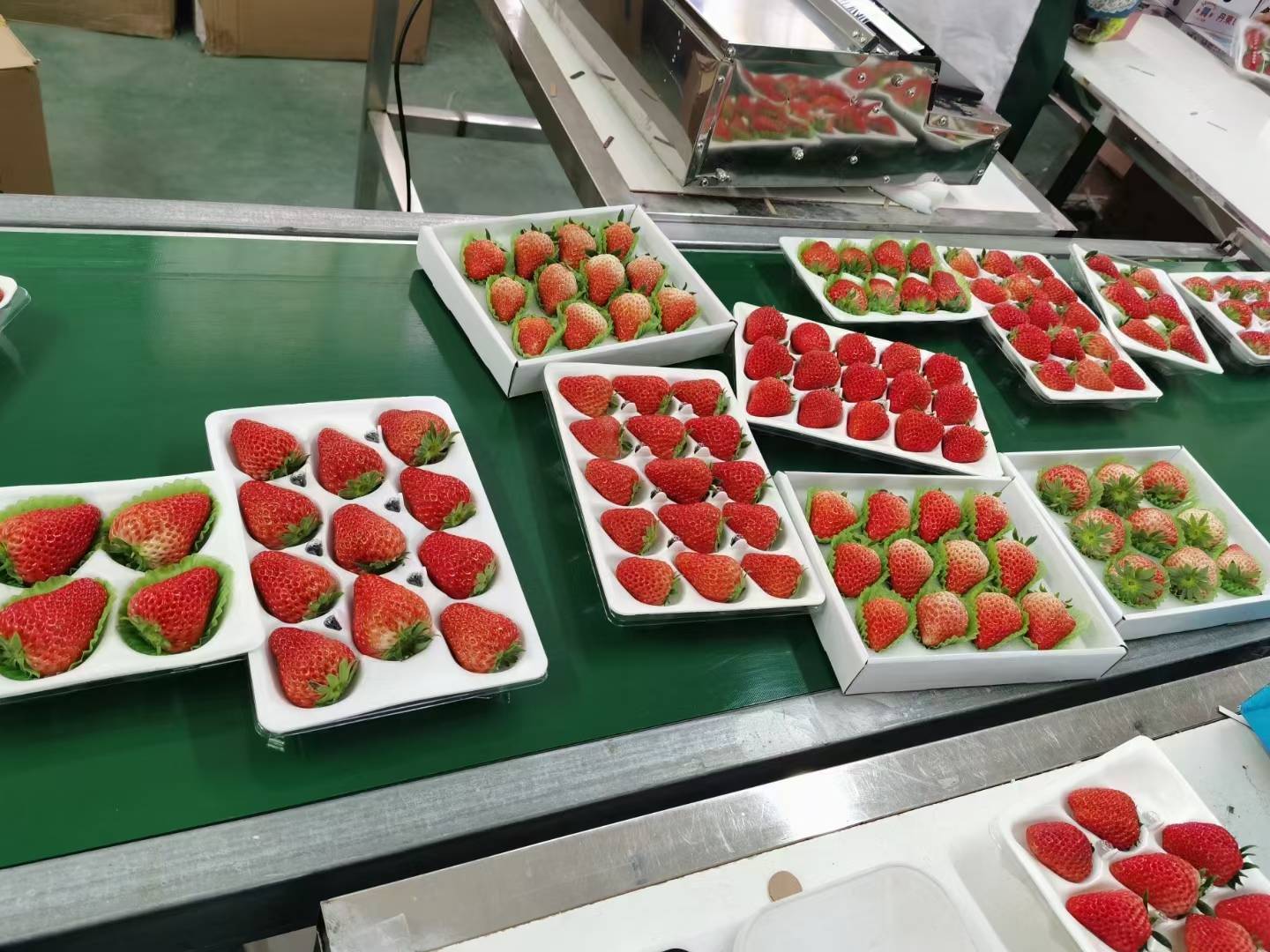 红颜草莓包装与销售场景