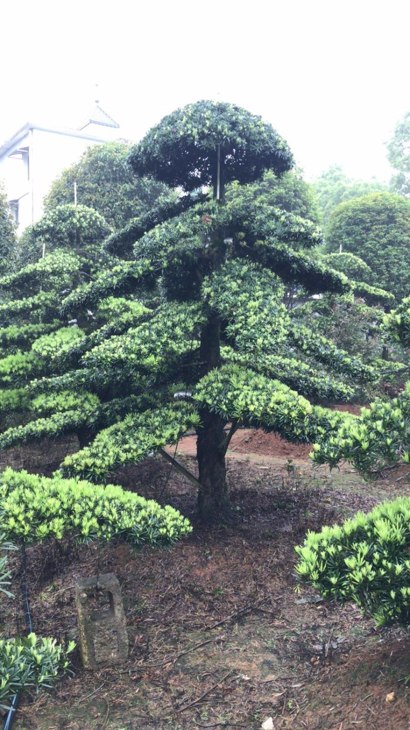 【精品】罗汉松，本苗圃长期供应桂花，罗汉松，香樟等，