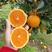 （好货）橙子，产地九月红脐橙口感好保质保量欢迎来电采