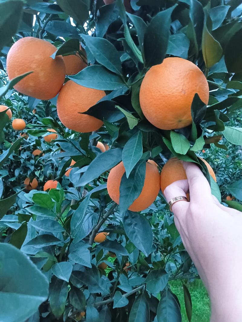 （好货）橙子，产地九月红脐橙口感好保质保量欢迎来电采