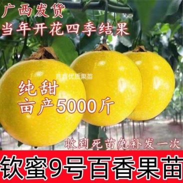 新品种钦蜜9号百香果嫁接苗纯甜无酸味品种盆栽四季开花结果