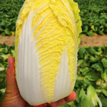 娃娃菜