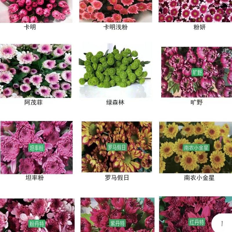 小彩菊上百个品种可以选择
