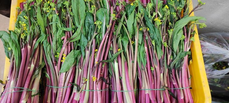 湖北红菜苔大量上市，可整车，可多品配货，