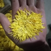 大量出售，金丝菊，苏北菊，胎菊，