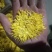 大量出售，金丝菊，苏北菊，胎菊，