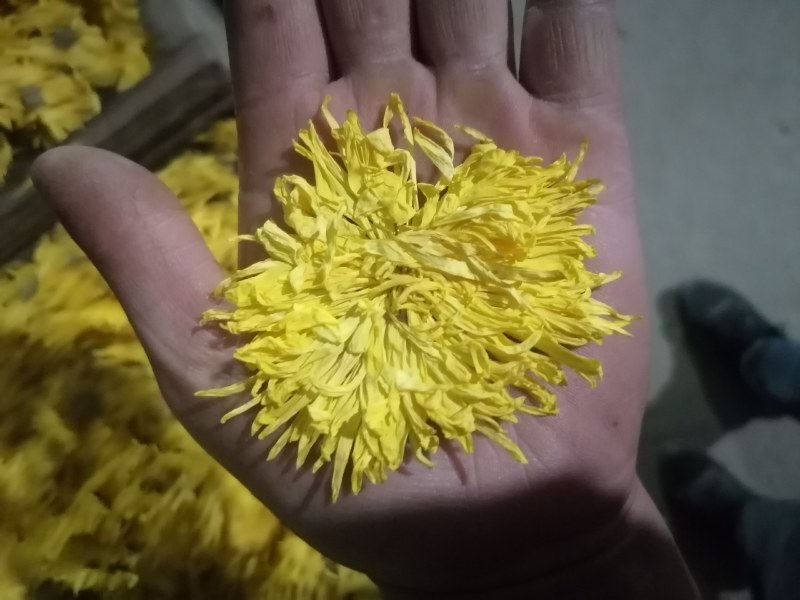 大量出售，金丝菊，苏北菊，胎菊，