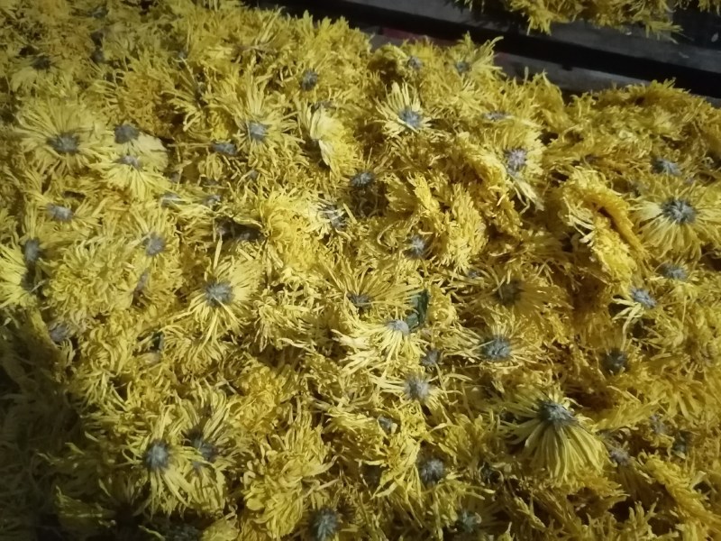 大量出售，金丝菊，苏北菊，胎菊，