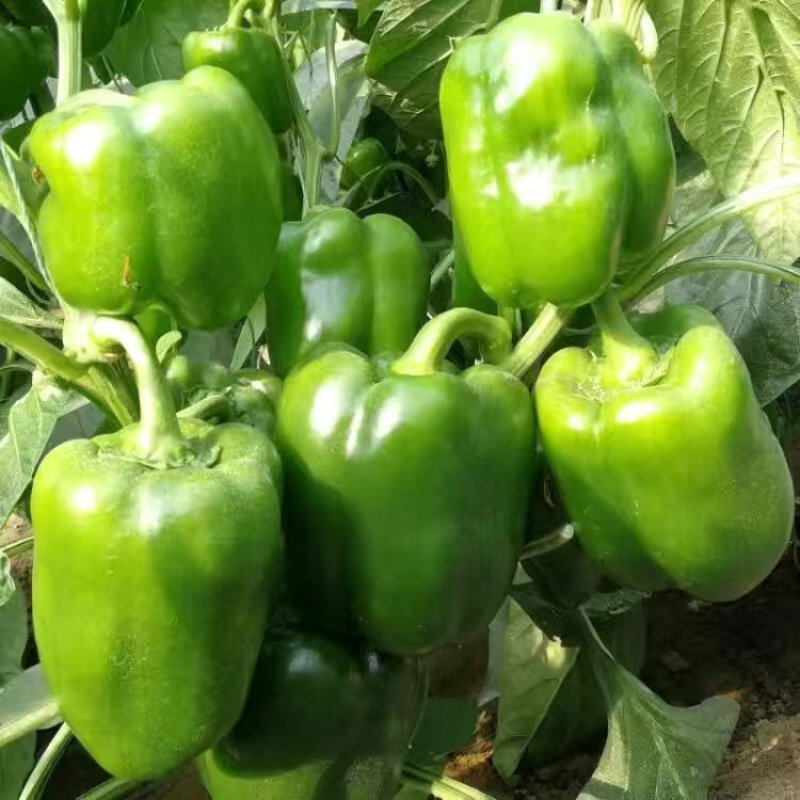 高产四季辣椒苗特辣朝天椒大青线椒甜椒蔬菜苗