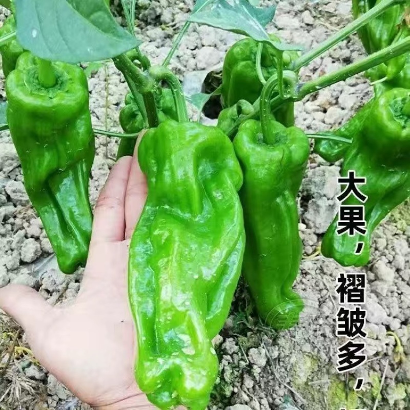 高产四季辣椒苗特辣朝天椒大青线椒甜椒蔬菜苗