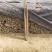 山西黄河滩山药，可切片加工可视频看货对接全国各大市场电商