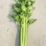 精品芹菜