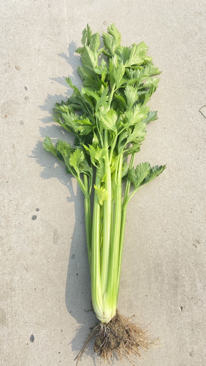 精品芹菜