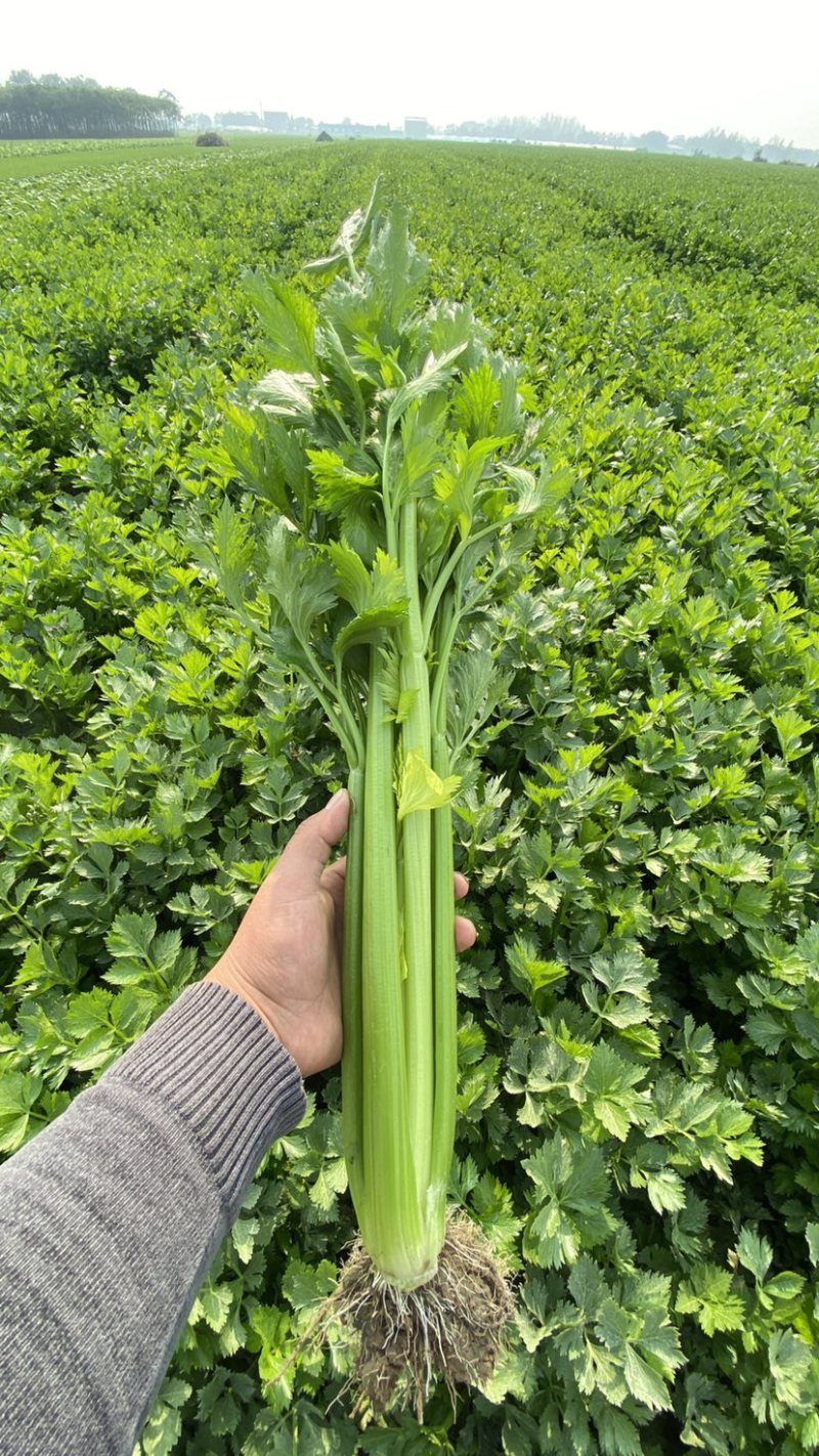 精品芹菜