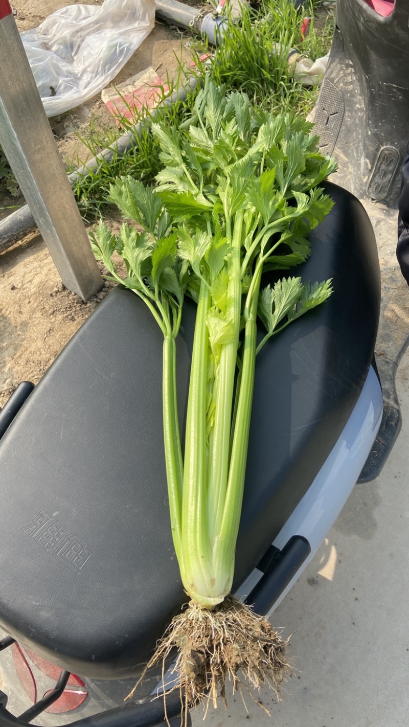 精品芹菜