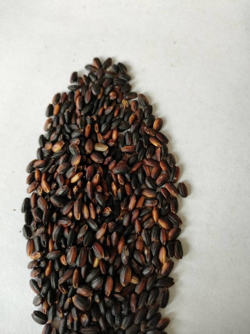 血糯米专业生产厂家，质优价廉物美，可开专票，理想首先产品