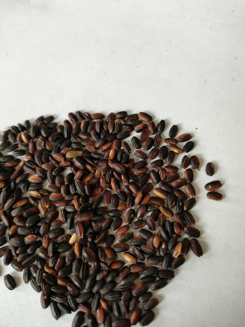 血糯米专业生产厂家，质优价廉物美，可开专票，理想首先产品