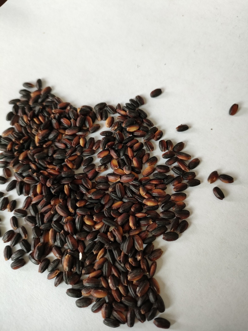 血糯米专业生产厂家，质优价廉物美，可开专票，理想首先产品