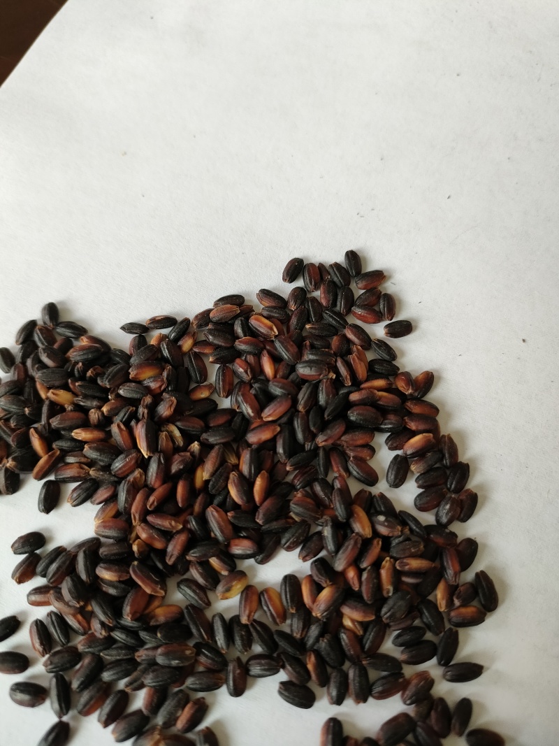 血糯米专业生产厂家，质优价廉物美，可开专票，理想首先产品
