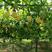 新品种钦蜜9号黄金百香果苗南北方种植盆栽庭院种植当年结果