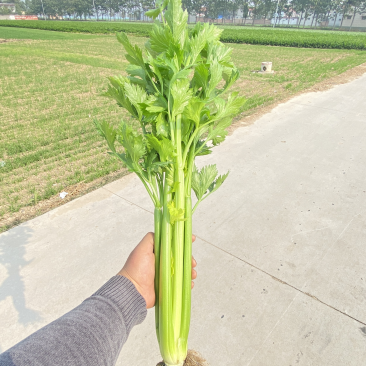 精品芹菜