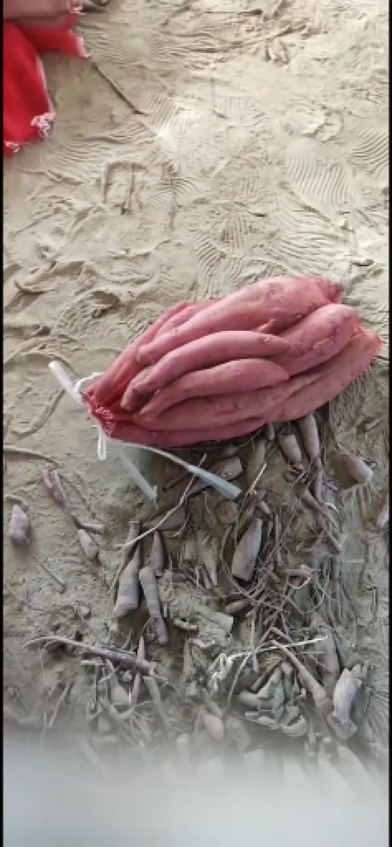 大量出售西瓜红