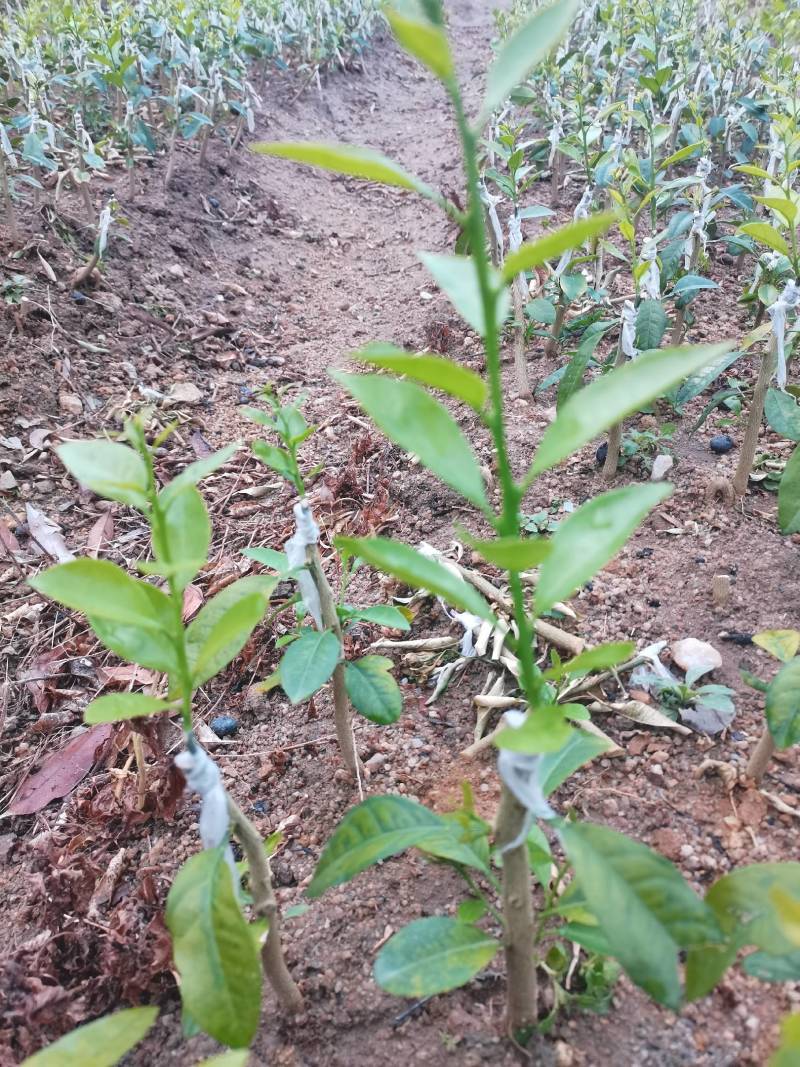 四桧柑苗，广东无籽香水柠檬，