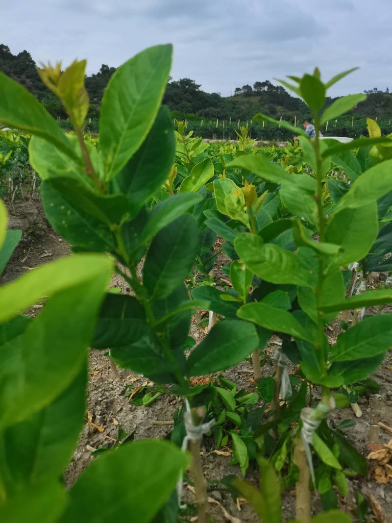 四桧柑苗，广东无籽香水柠檬，