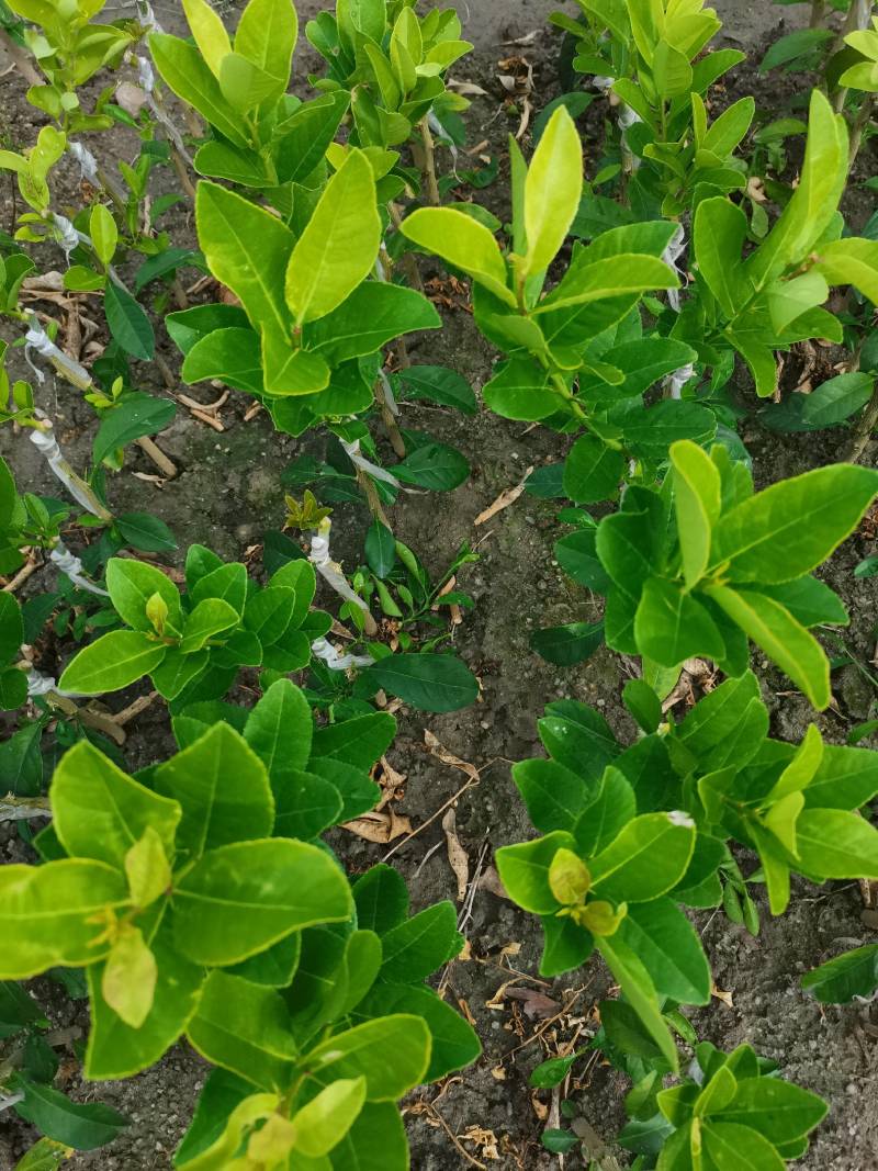 四桧柑苗，广东无籽香水柠檬，