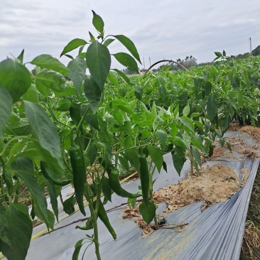 辣椒尖椒种植基地发货一手货源