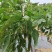 辣椒尖椒种植基地发货一手货源