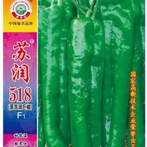 牛角椒种子苏润518粗长大牛角椒挂果多品质好